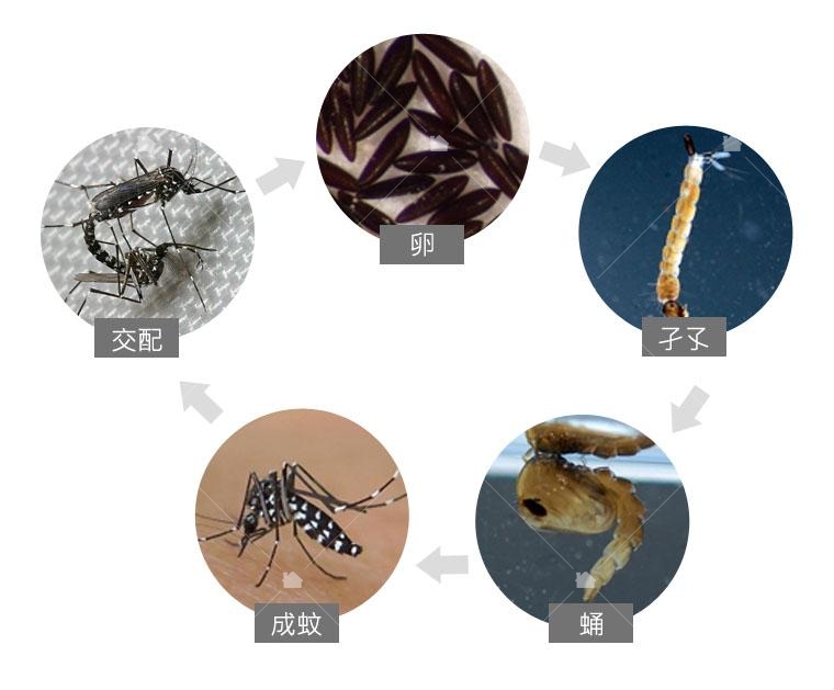 蚊子的生命週期，本圖引用自以下網頁再製。
