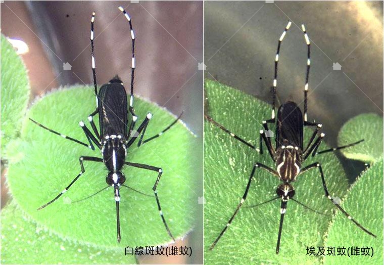 埃及斑蚊與白線斑蚊的比較，本圖引用自臺東縣衛生局全球資訊網。