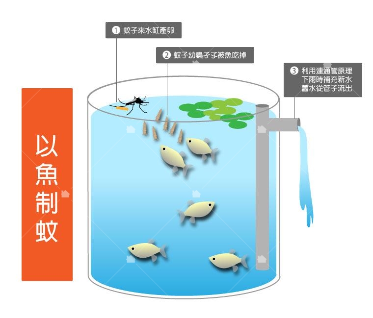 三富農場自製的「生態誘蚊魚缸」魚兒會吃掉孑孓，平常也不太需要花時間照顧。